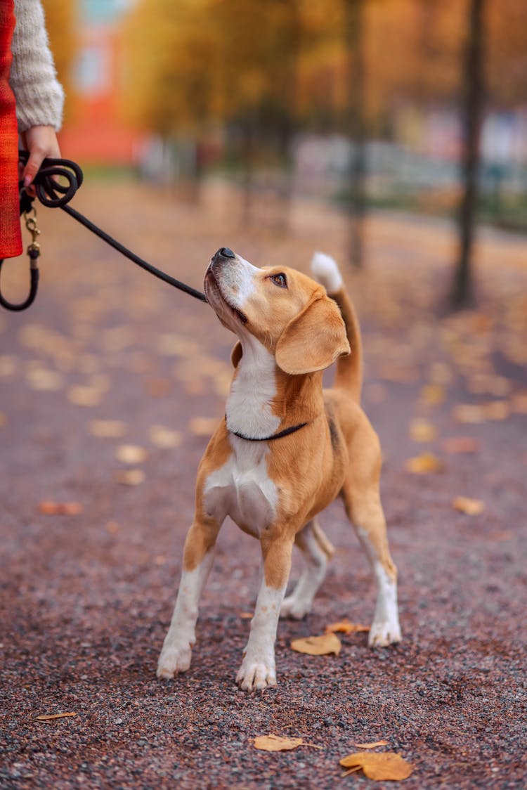 Puppy Walking On A Lead In An Autumn Park