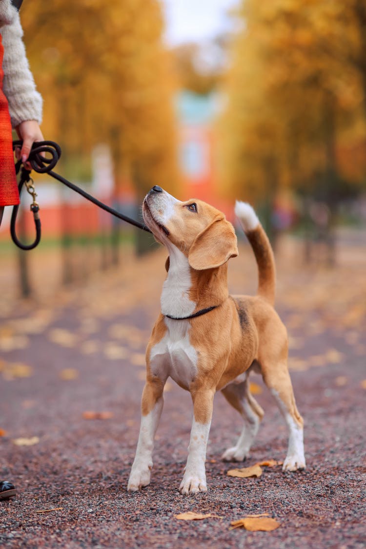 Puppy Walking On A Lead In An Autumn Park