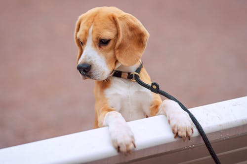 Photo of a Curious Dog