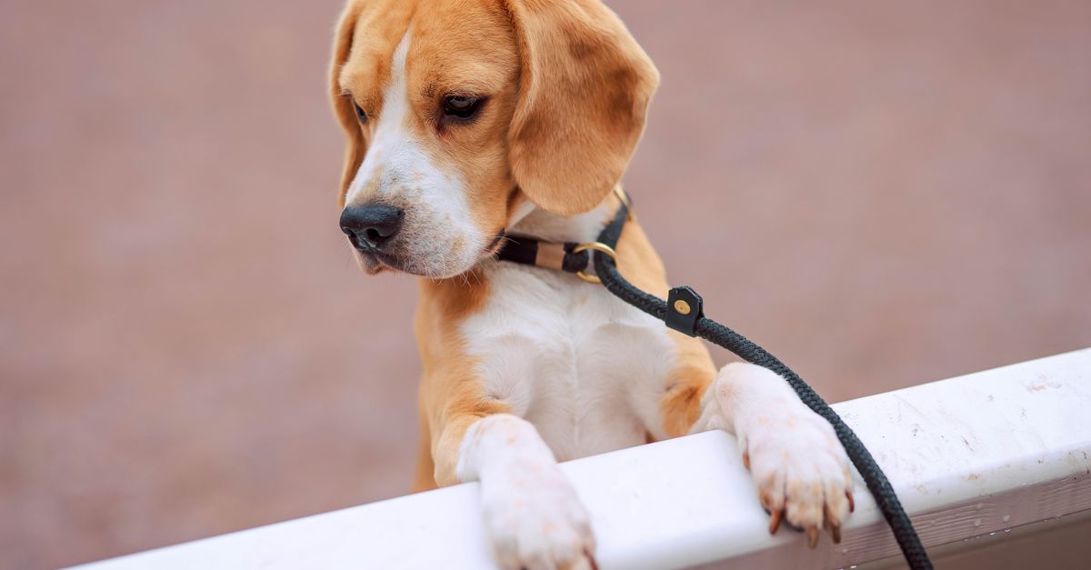 Beagle