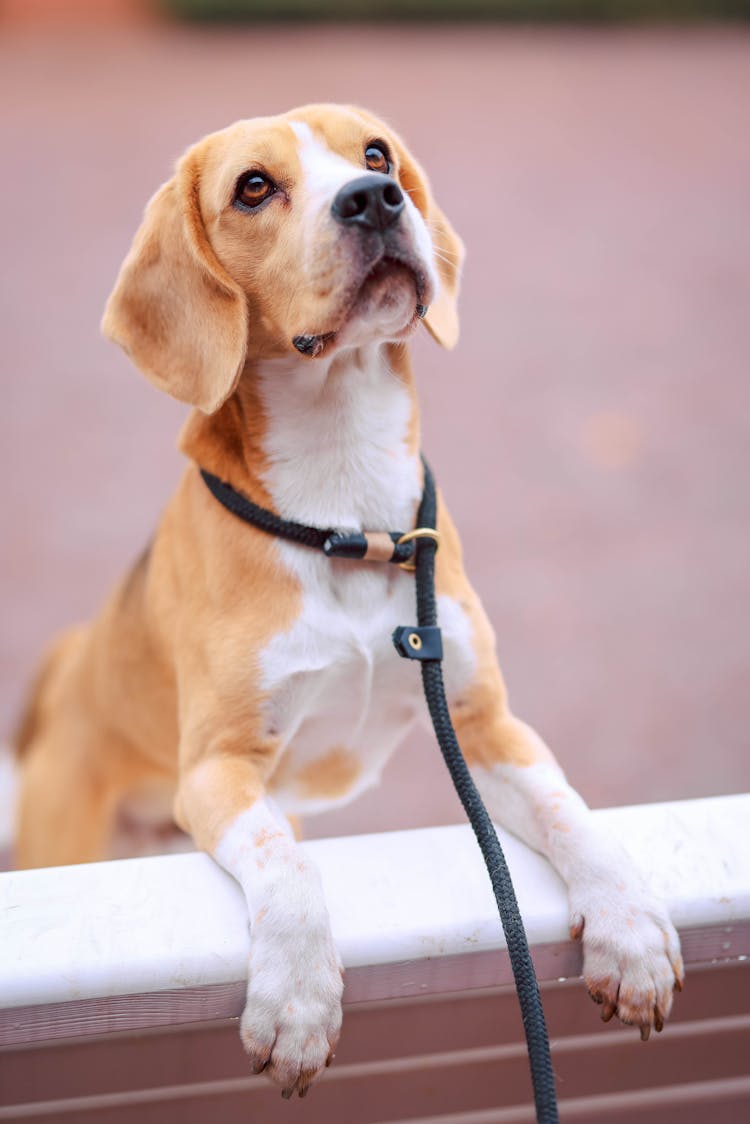 Photo Of Dog Waiting 