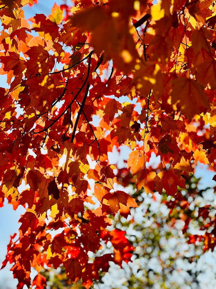 Colorful Leaves In Autumn