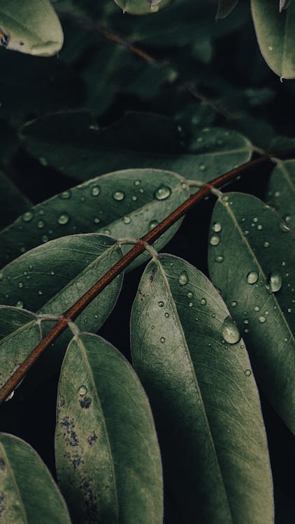 Green Leaves with Water Droplets on Brown Stem · Free Stock Photo