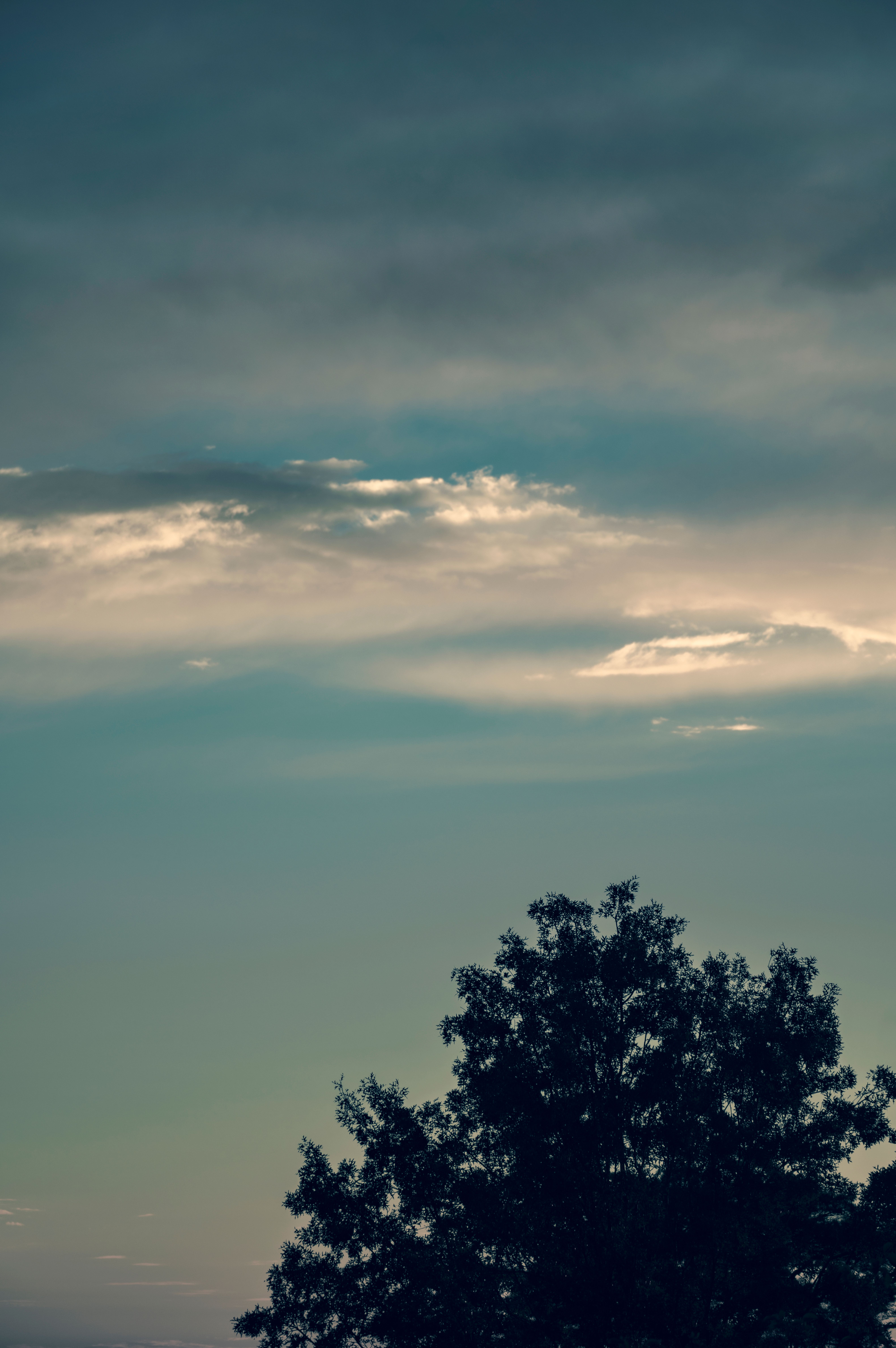 A Silhouette of a Tree Under the Blue Sky · Free Stock Photo