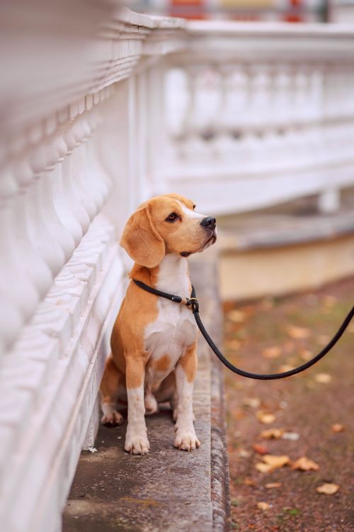Free A cute beagle puppy sitting beside a decorative white fence outdoors during autumn. Stock Photo