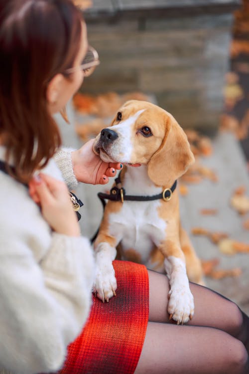 Gratis lagerfoto af beagle, dyrefotografering, efterår