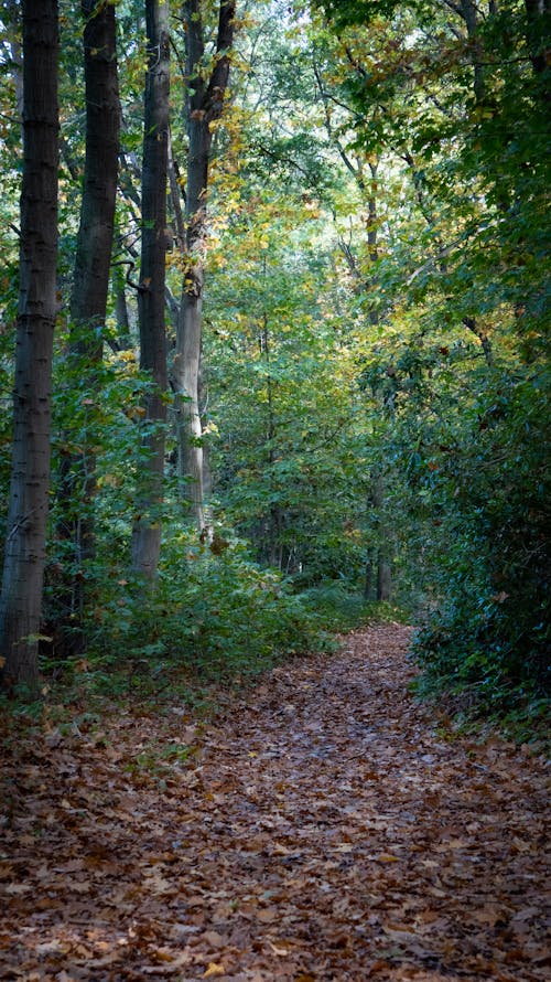 Free A Forest Path Covered in Dried Leaves Stock Photo