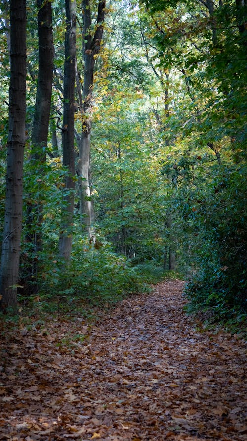 Foto stok gratis fotografi lanskap, hutan, jalan hutan