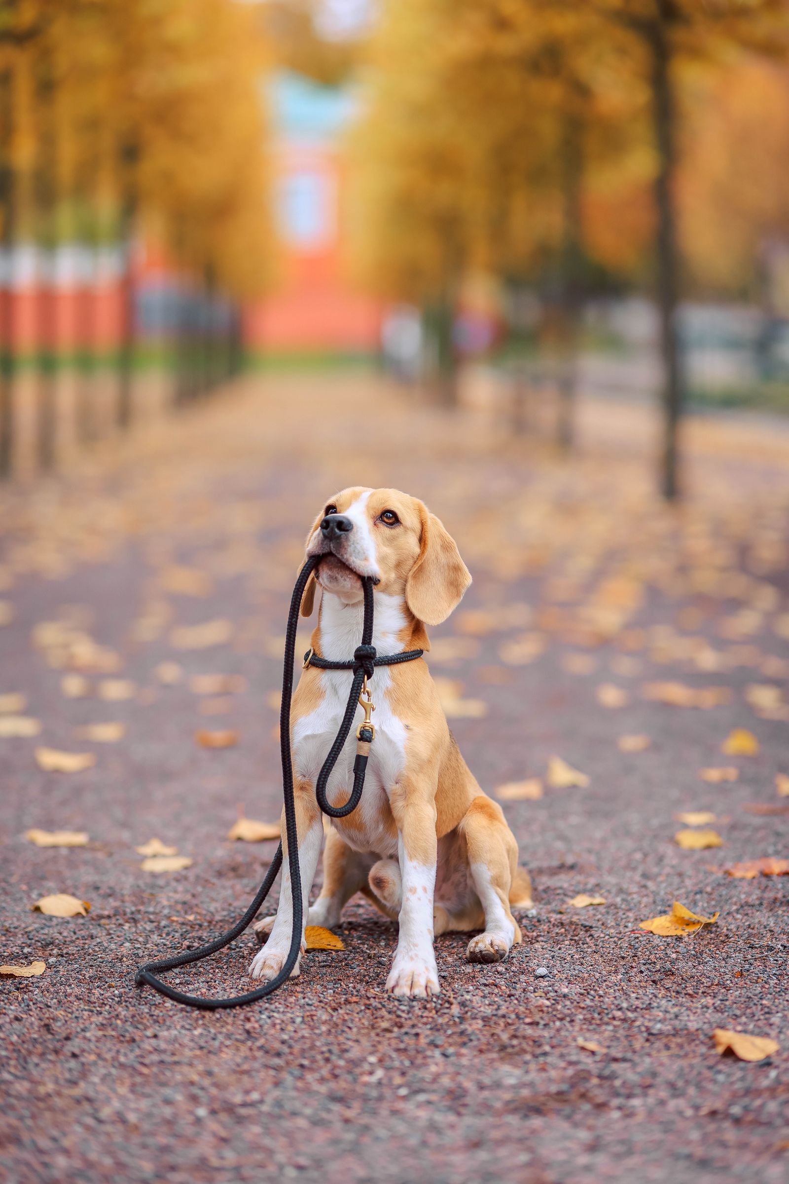 A beagle sitting on an autumn path, holding its own lead in its mouth