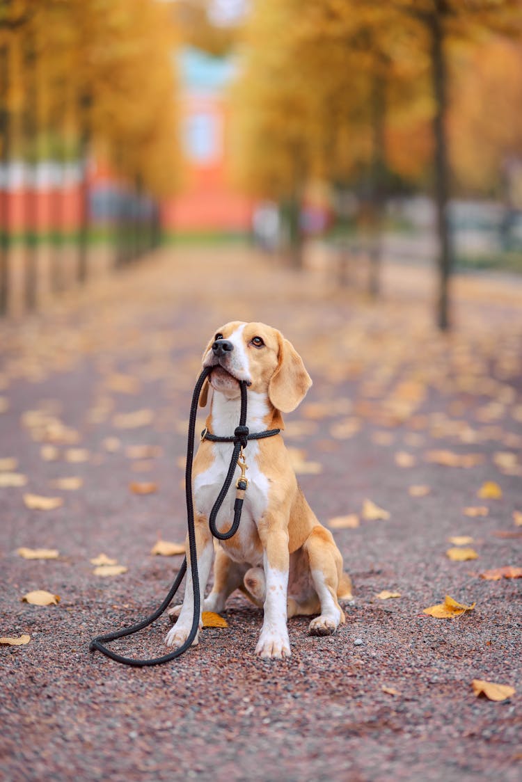 Dog Holding A Leash In A Park 