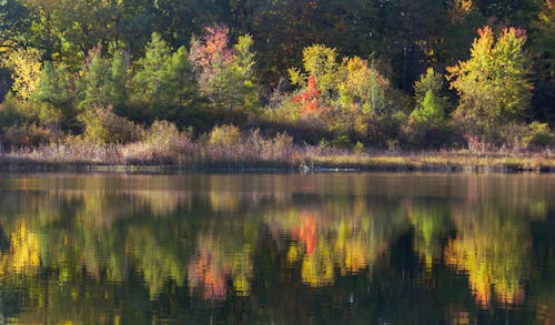 Green and Brown Trees Beside Lake