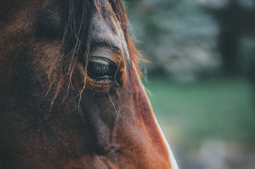 Free Brown Horse In Close-up Photography Stock Photo