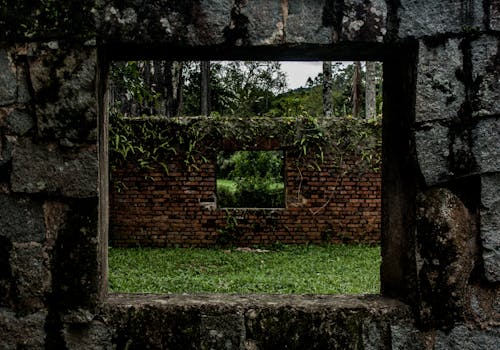 Kostenloses Stock Foto zu außerorts, efeu, fenster