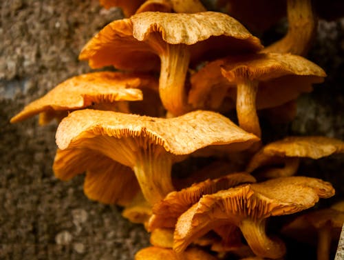 Gratuit Imagine de stoc gratuită din a închide, ciuperci, fungi Fotografie de stoc