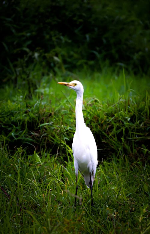 White Egret on Green Grass