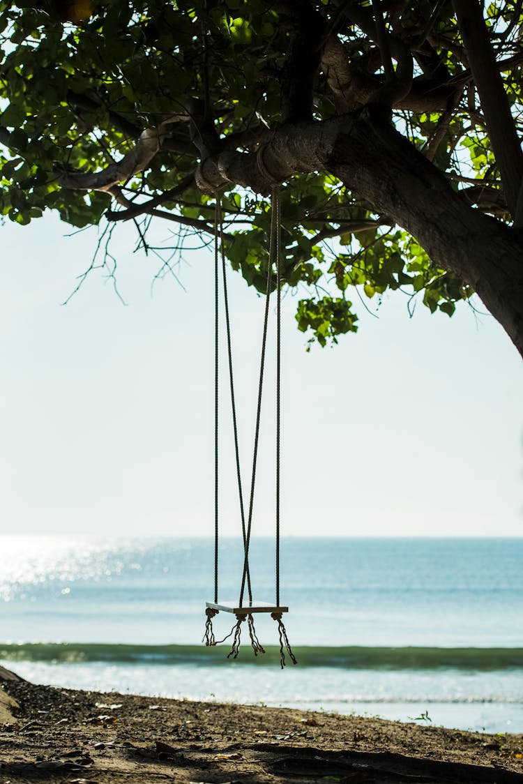 Swing Tied On A Tree