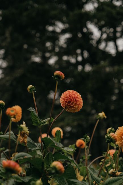 Beautiful orange dahlia flowers in full bloom against a blurred forest background.