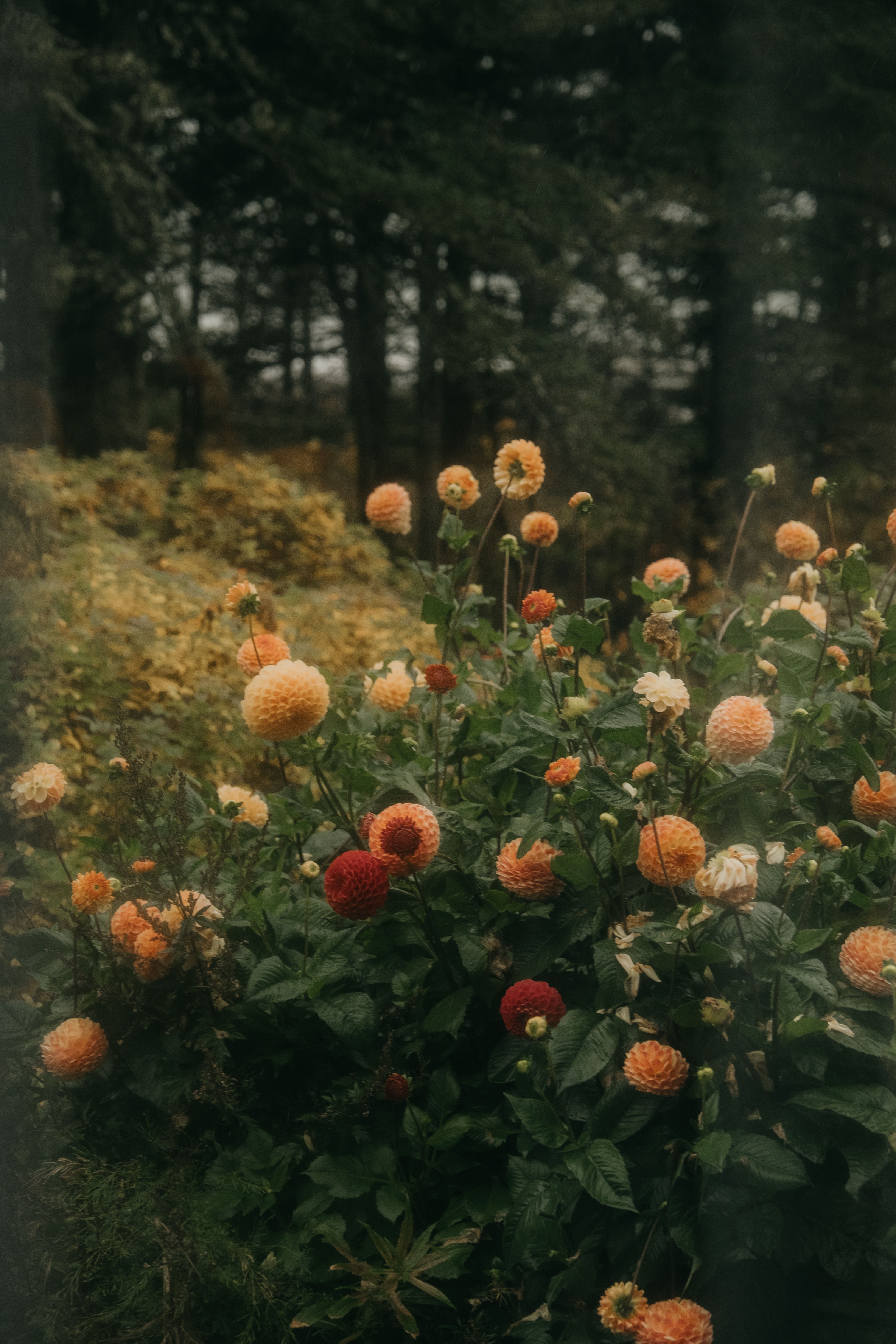 A serene garden scene with vibrant orange and red dahlias blooming amidst lush foliage, capturing natural beauty.