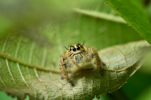 A Jumping Spider on a Leaf 