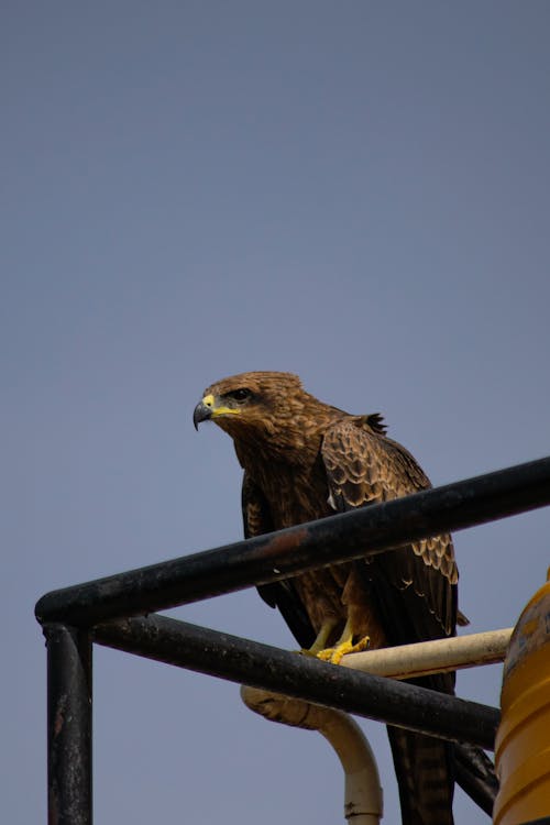 คลังภาพถ่ายฟรี ของ aves, black kite, การถ่ายภาพนก