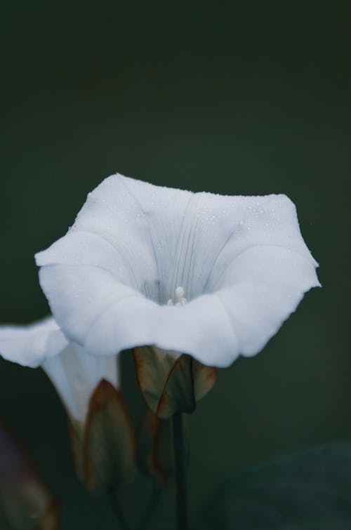 Close-Up Shot of a Blooming White Flower