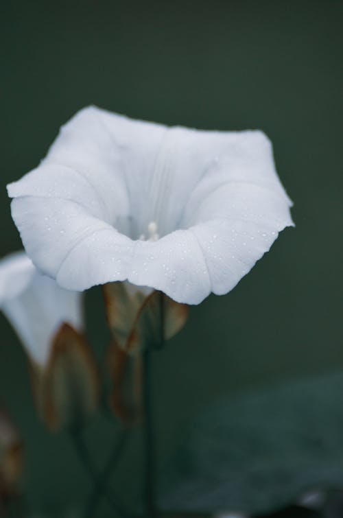 Close-Up Shot of a Blooming White Flower