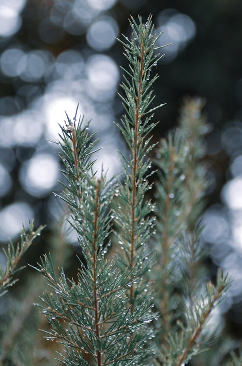 Wet Conifer Branch