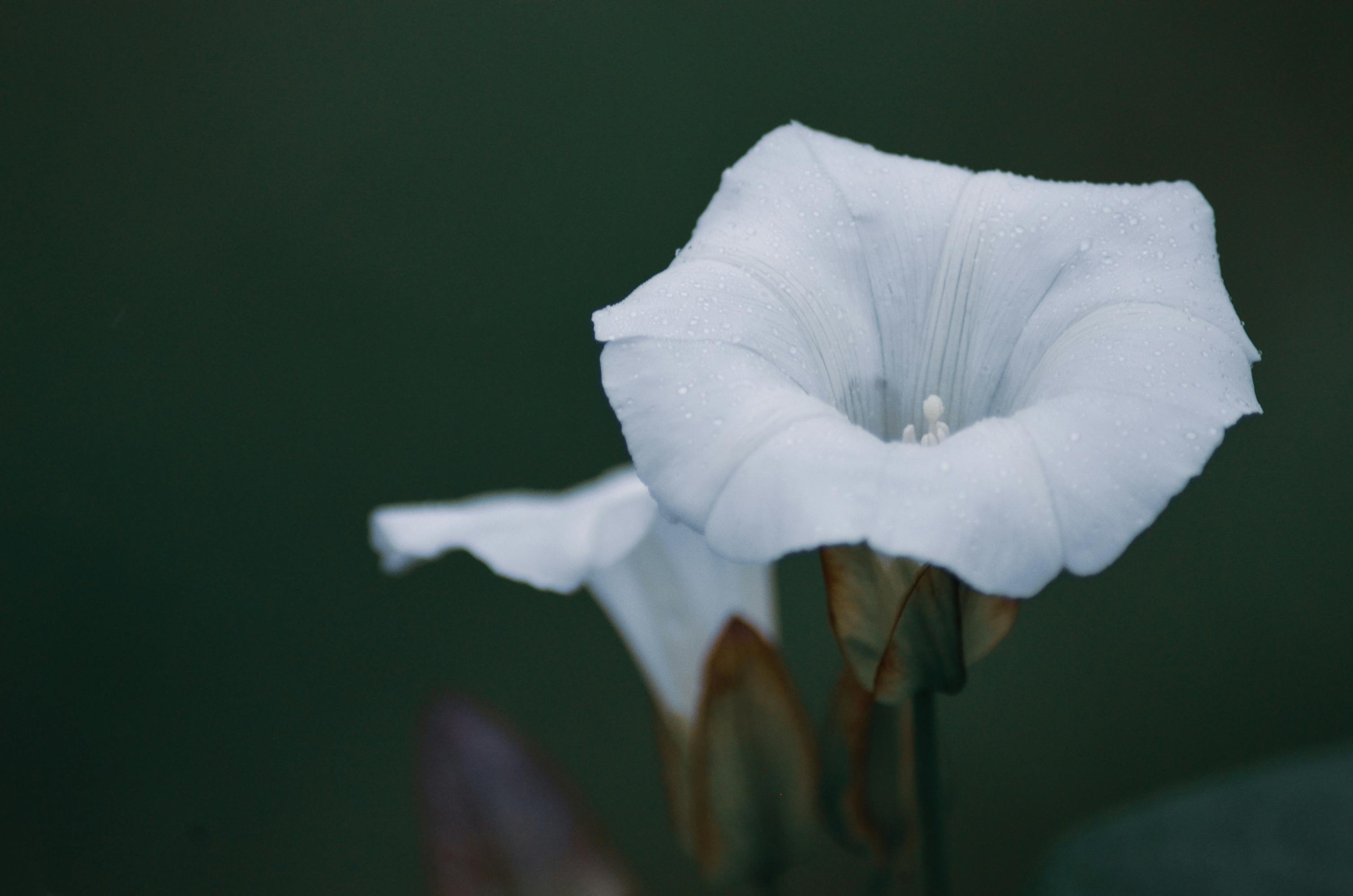 Delicate white morning glory with raindrops captured in Vannes, Bretagne.
