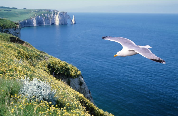 Meadow On Cliffs And Seagull Flying Over Blue Sea