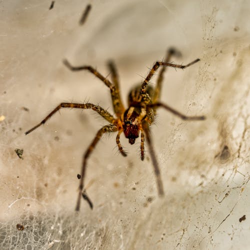 Bezpłatne Darmowe zdjęcie z galerii z ekstremalne zbliżenie, fotografia makro, pająk Zdjęcie z galerii