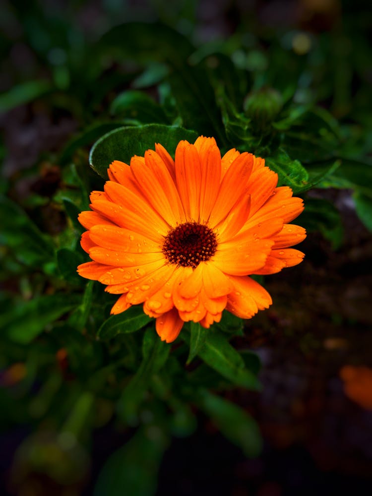 Close-Up Shot Of A Pot Marigold 