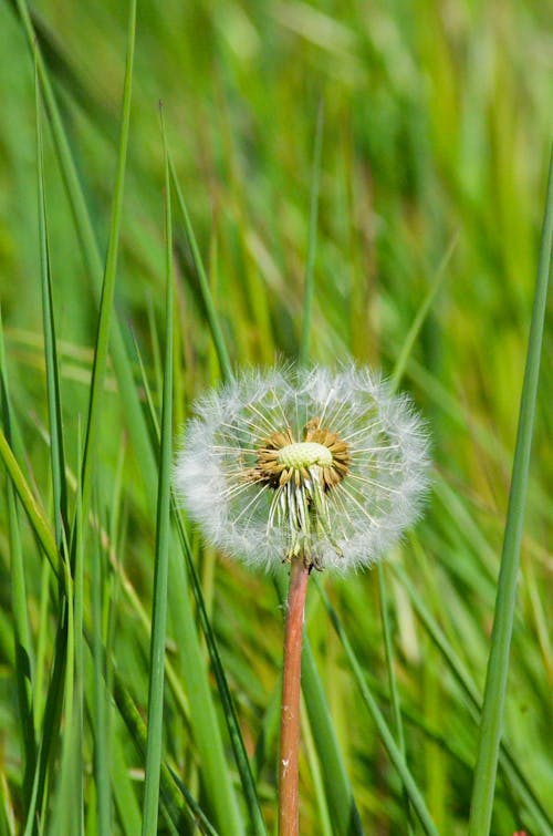 Dandelion in Close Up Photography