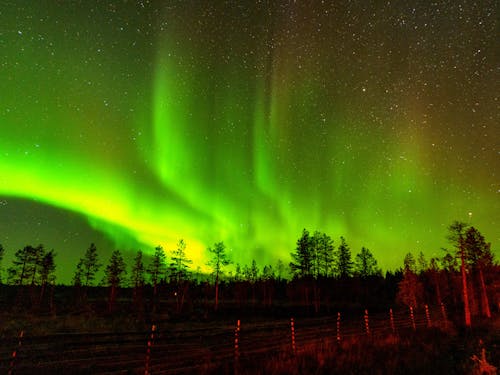 Ingyenes stockfotó aurora borealis, éjszaka, fák témában