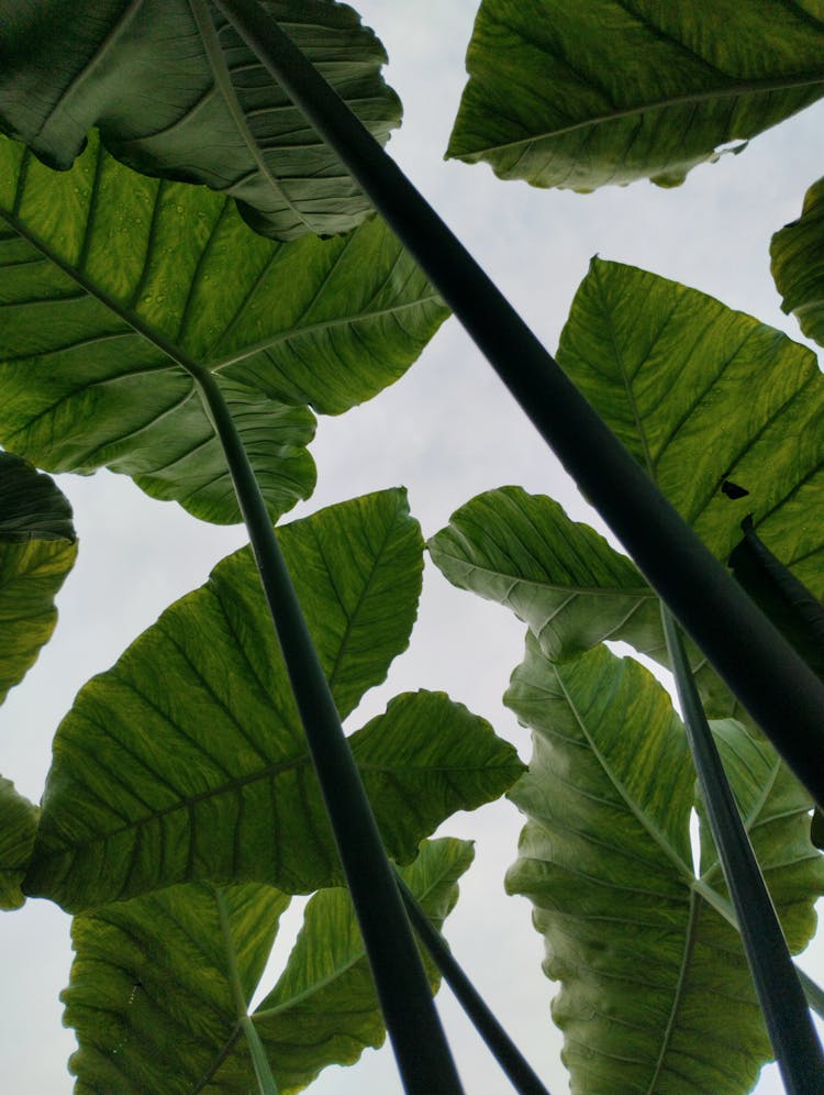 Large Green Leaves