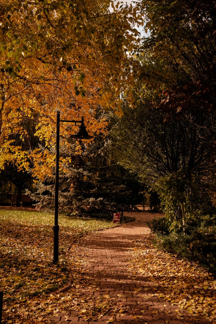 Road In Autumn Park