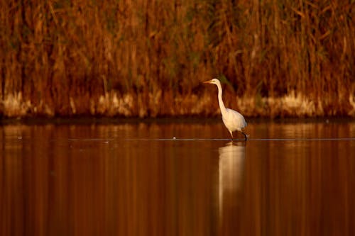 White Heron Wading by Shore