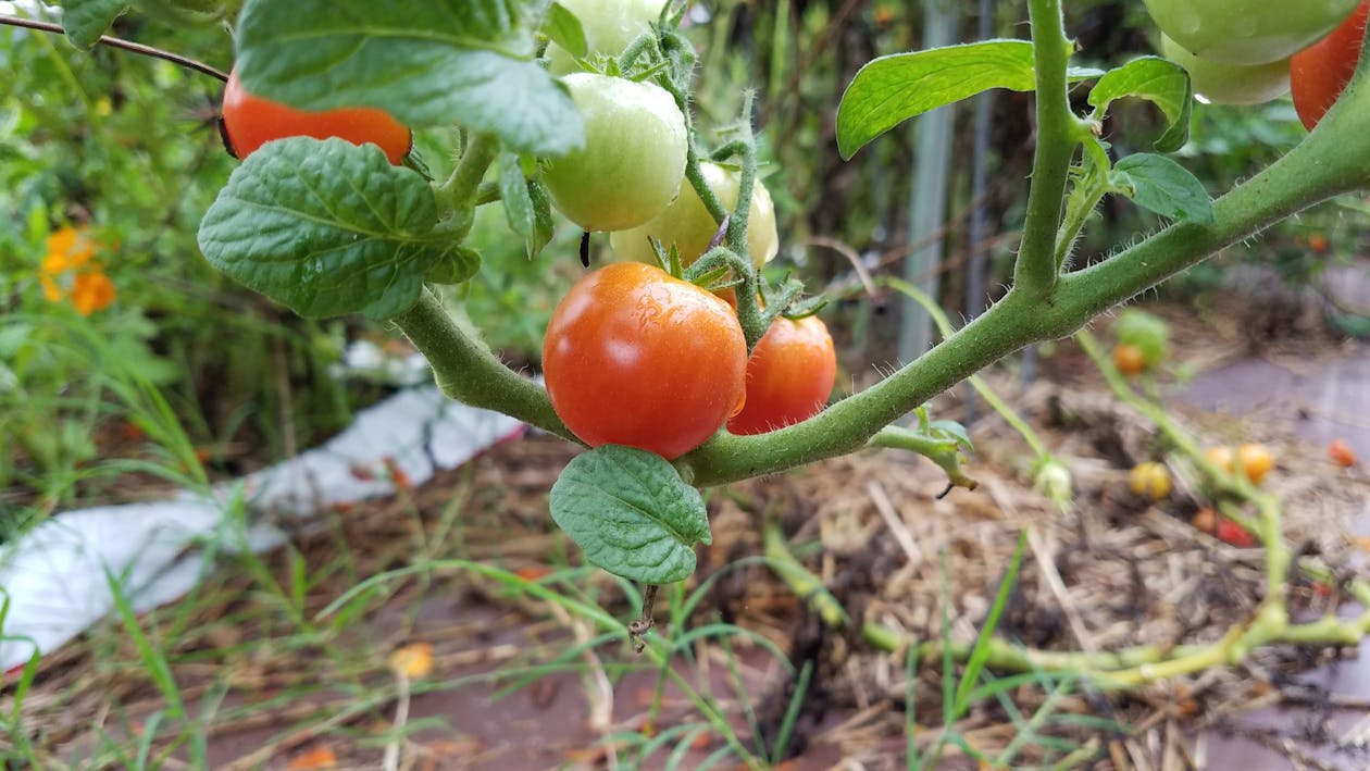 Free stock photo of cherry tomatoes, garden, green tomatoes