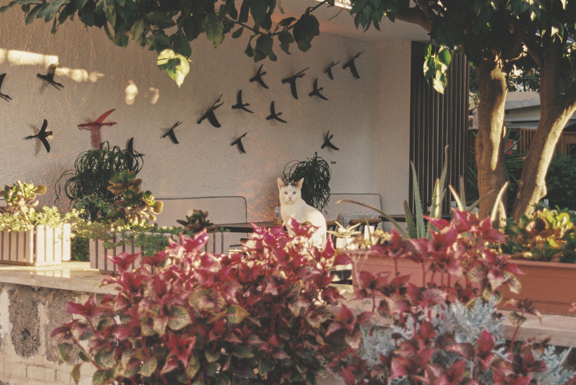 A white cat sits amid lush garden plants on a patio with decorative bird wall art.