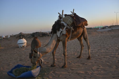 Camel Eating Green Grass