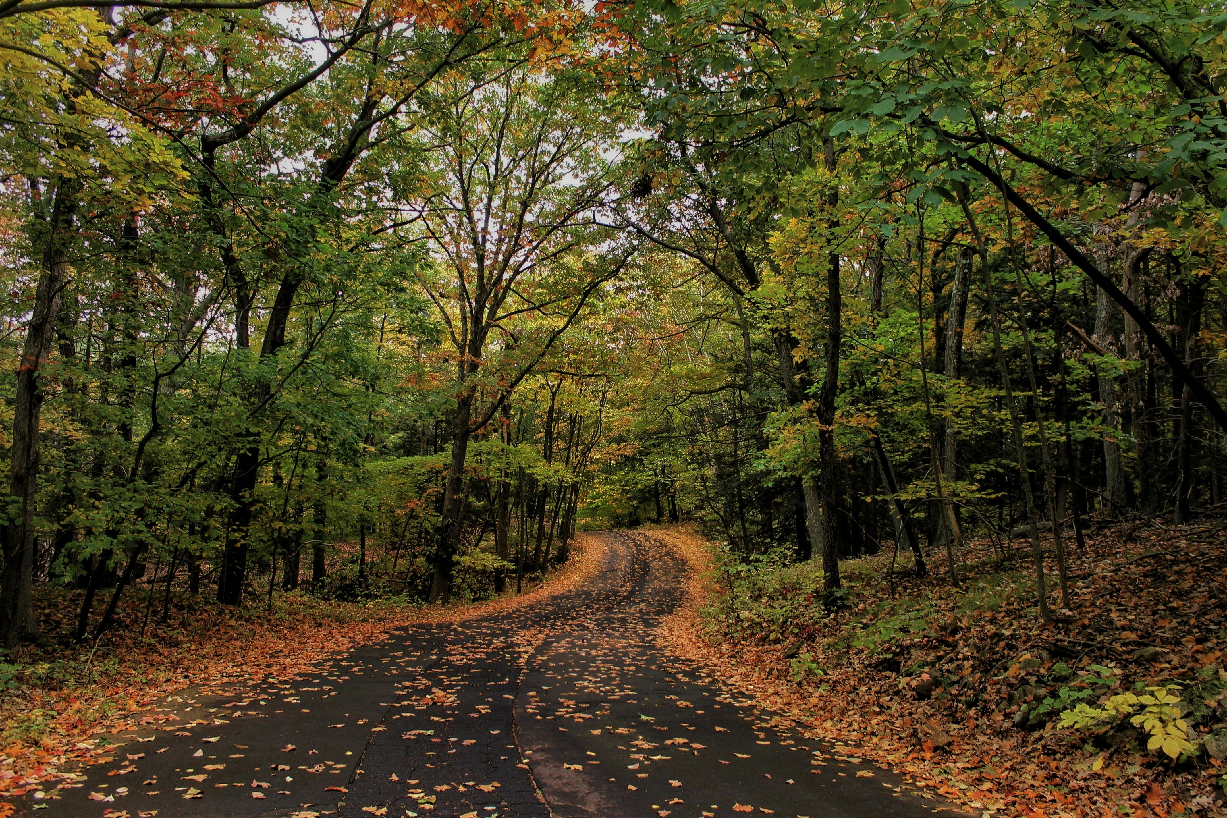 DuPage Forest Preserve executive director leaving for city manager job in Florida — Photo by Taylor Hunt on Pexels