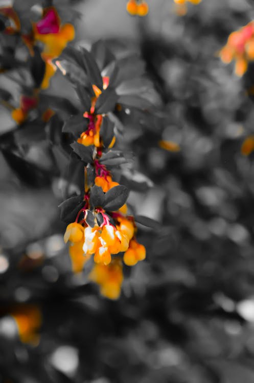 Fleurs orangées