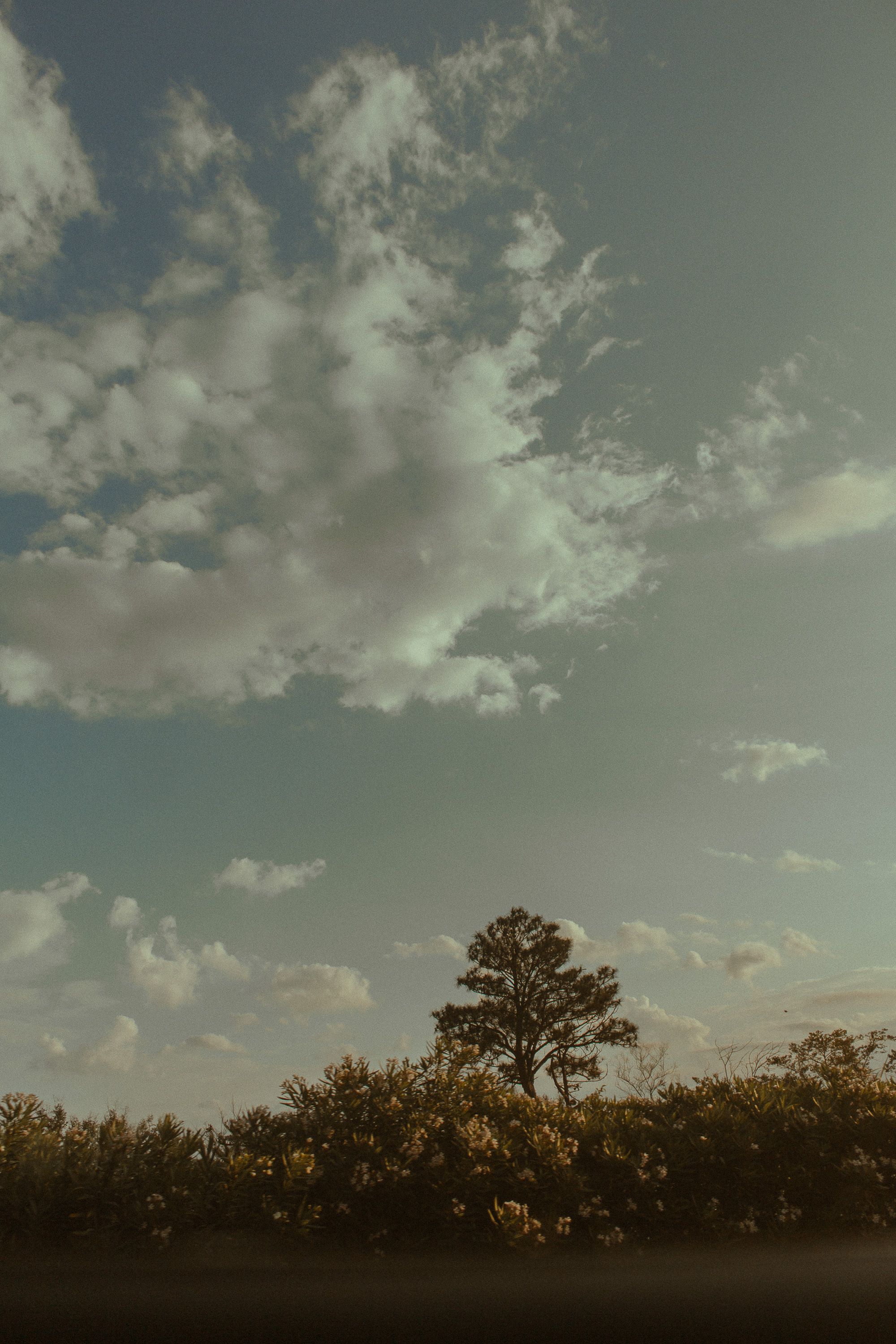 Green Trees Under Cloudy Sky · Free Stock Photo