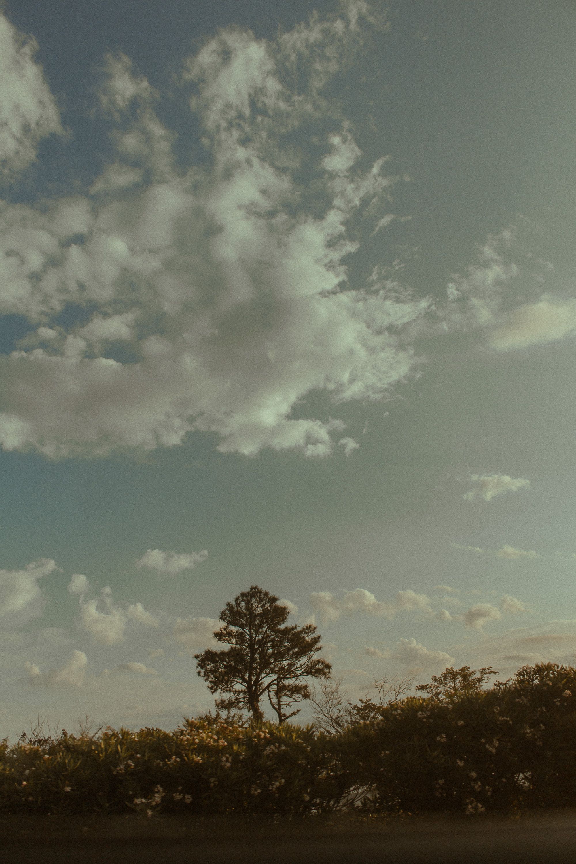Green Trees Under Cloudy Sky · Free Stock Photo