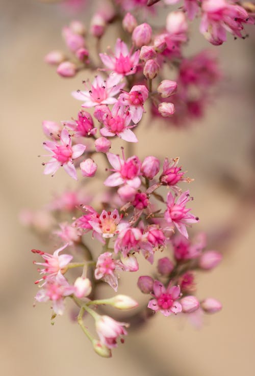 Free Selective Focus Photography Of Pink Milkweed Flowers Stock Photo