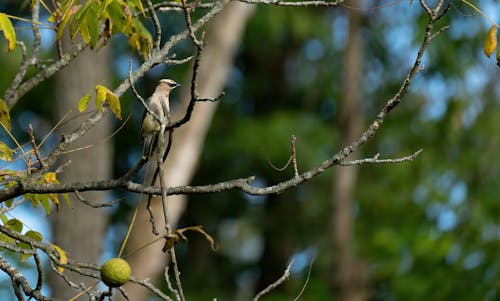 Close-up of Bird Sitting on Tree Branch