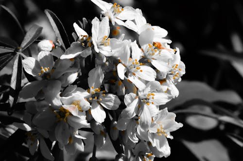 Fleurs blanches