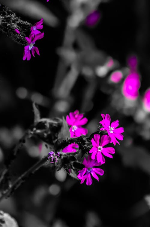 Fleurs violettes