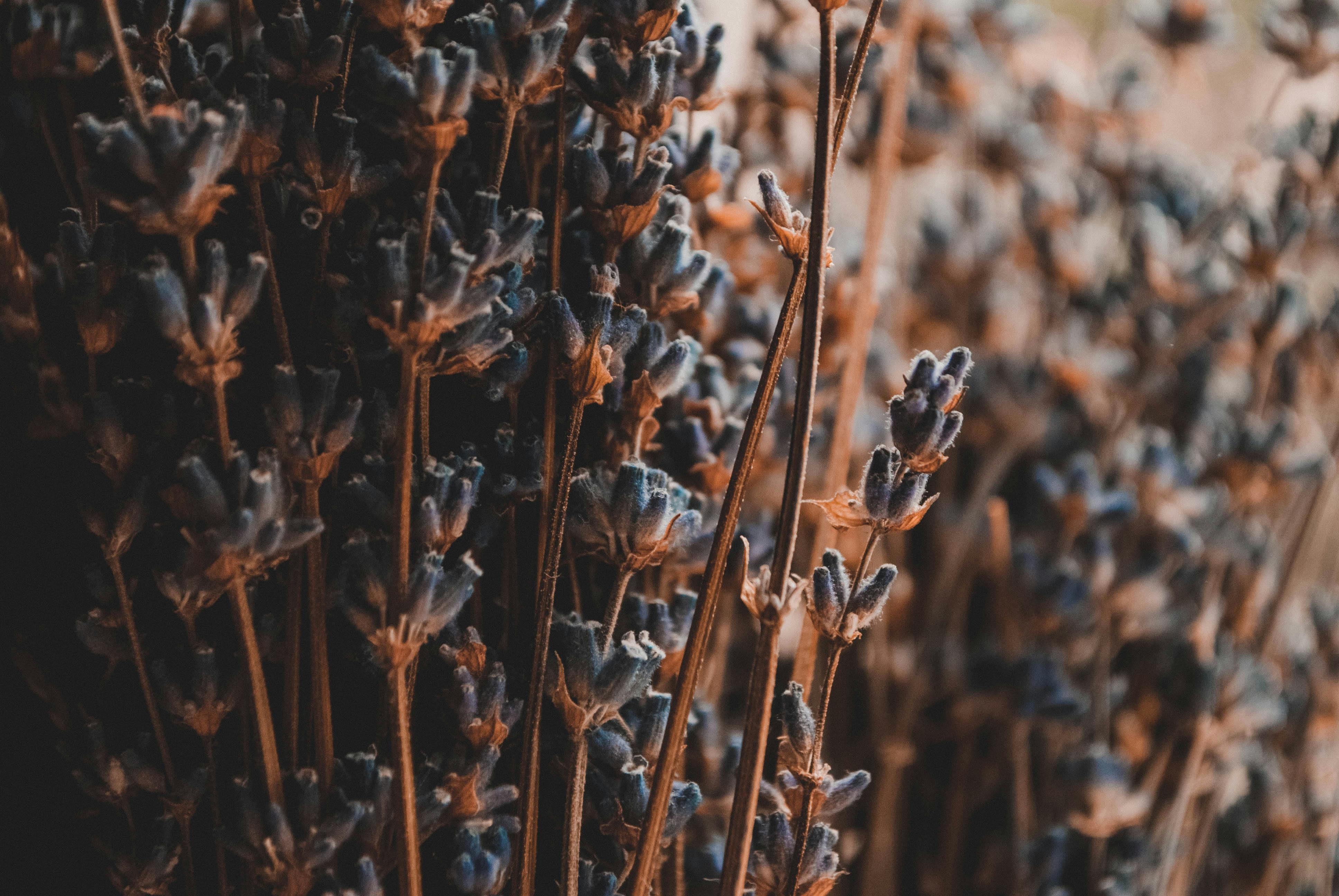 特写镜头捕捉了户外薰衣草花朵的宁静自然之美