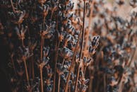 特写镜头捕捉了户外薰衣草花朵的宁静自然之美