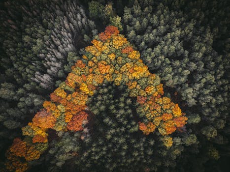 Stunning aerial view of a dense forest in autumn, showcasing colorful foliage.
